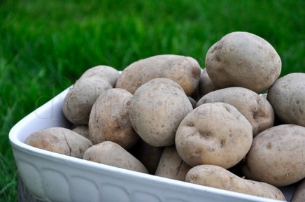 cosul bio (7 of 7) cosul bio 7 of 7 | delicioasa.com