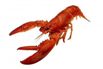 lobster 1