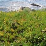 The wild beauty of Saint Tropez 5 | delicioasa.com | delicioasa.com