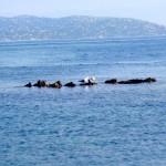 The wild beauty of Saint Tropez 9 | delicioasa.com | delicioasa.com