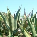 The wild beauty of Saint Tropez 7 | delicioasa.com | delicioasa.com