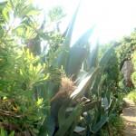 The wild beauty of Saint Tropez 4 | delicioasa.com | delicioasa.com