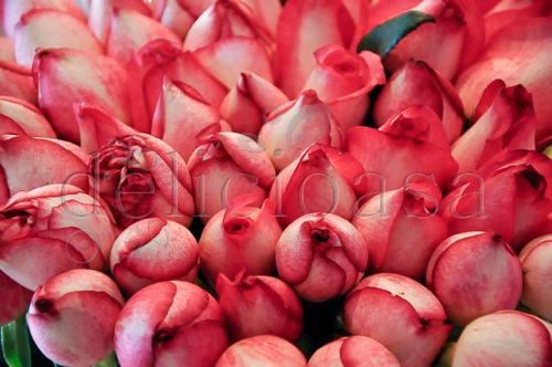 Istanbul 101 of 133 1 | delicioasa.com