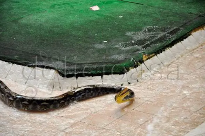 Bangkok: a dream came true